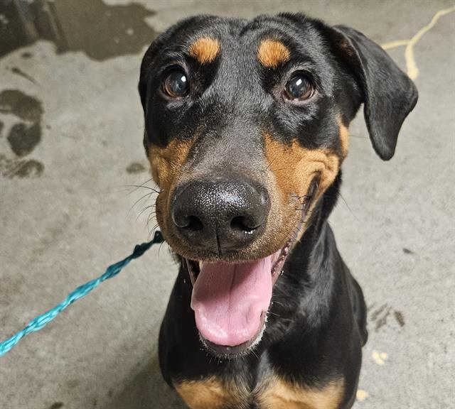 Enlarge COWGIRL, a Adoptable Doberman Pinscher in Kent, WA image 1/1