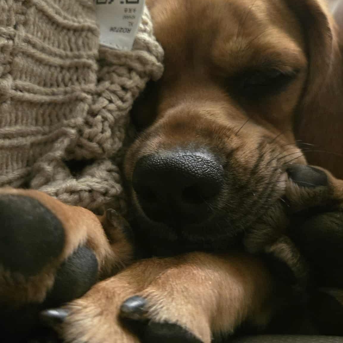 Maelin, a Adoptable Mixed Breed in Penfield, NY image 2/6