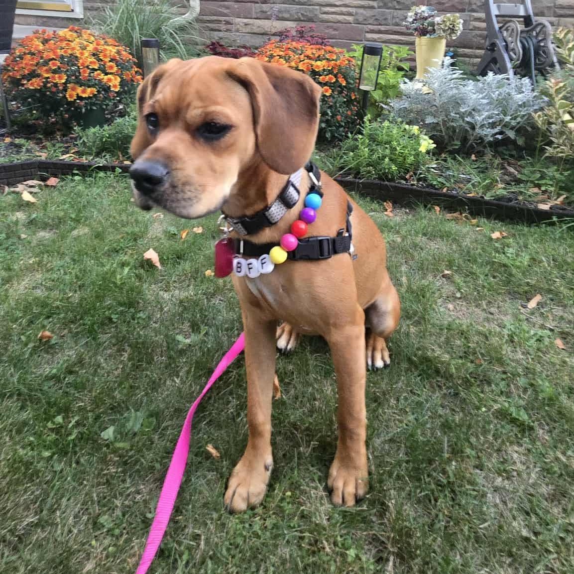 Maelin, a Adoptable Mixed Breed in Penfield, NY image 3/6