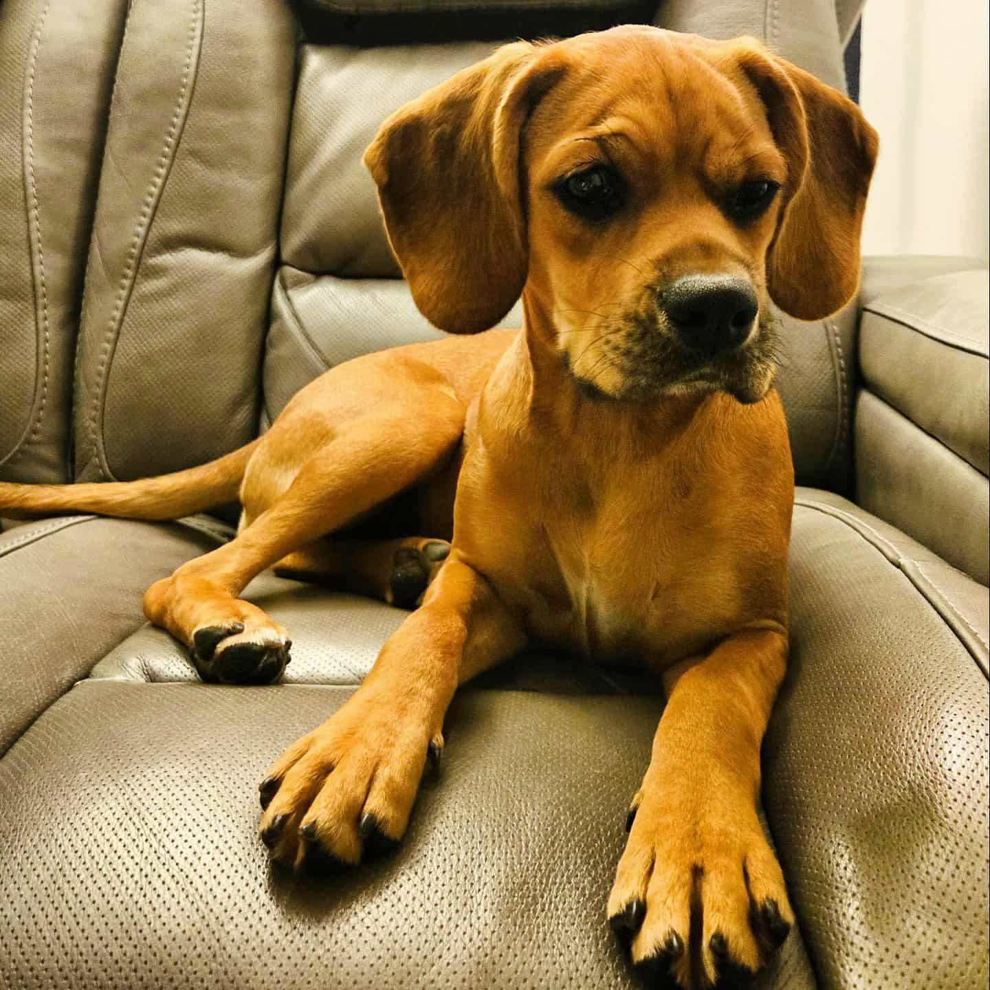 Maelin, a Adoptable Mixed Breed in Penfield, NY image 4/6