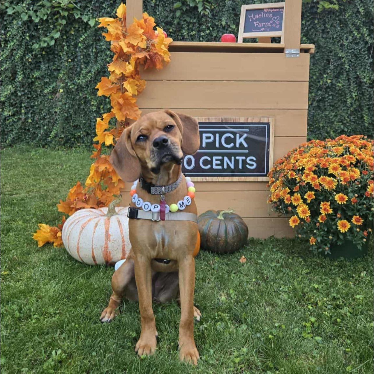 Maelin, a Adoptable Mixed Breed in Penfield, NY image 5/6