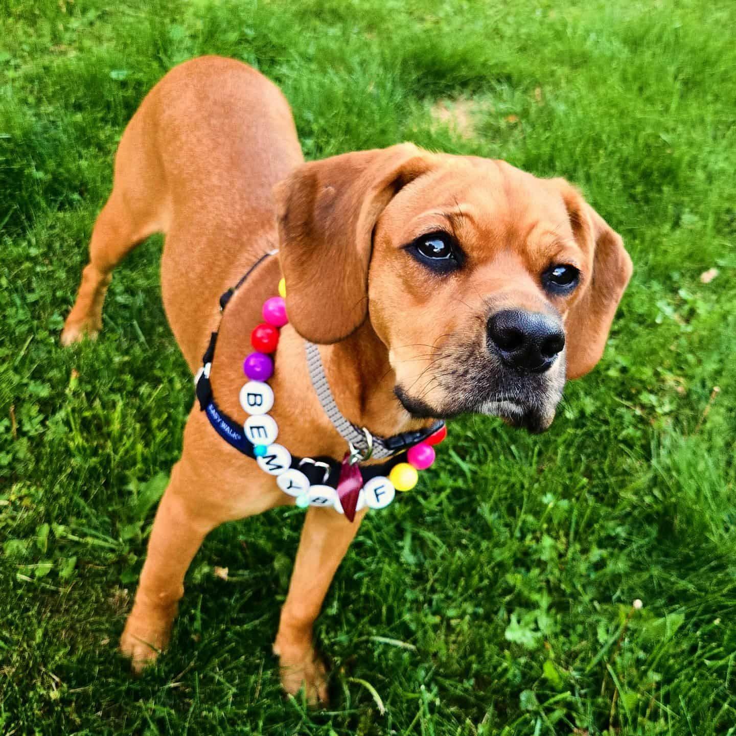 Maelin, a Adoptable Mixed Breed in Penfield, NY image 6/6