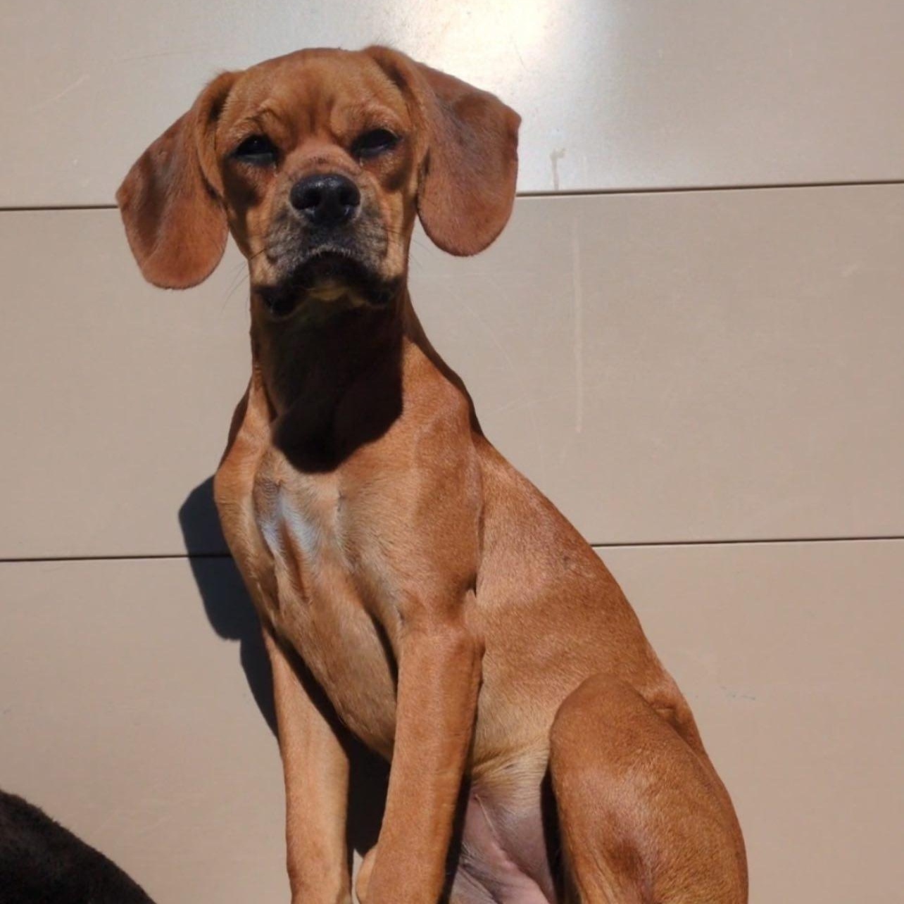 Maelin, a Adoptable Mixed Breed in Penfield, NY image 1/6