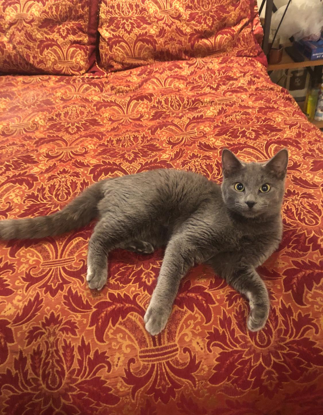 Grey, adopted, Young Male Domestic Short Hair.