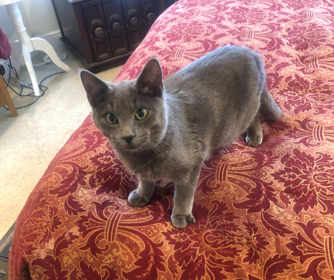 Enlarge Grey, an adopted mixed breed in Warwick, RI image 3/6