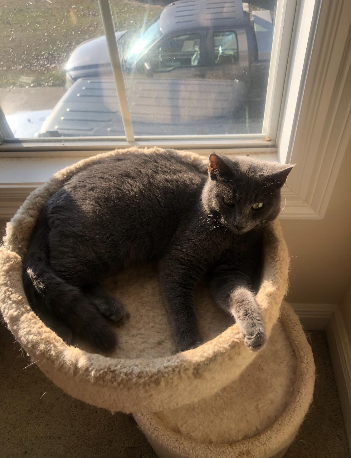 Enlarge Grey, an adopted mixed breed in Warwick, RI image 5/6