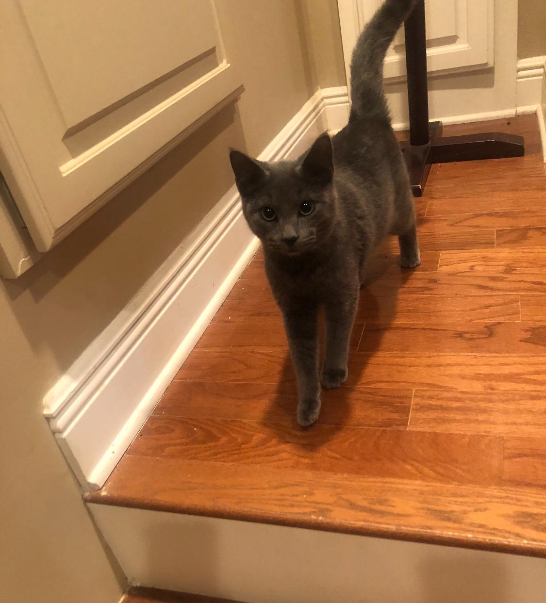 Enlarge Grey, an adopted mixed breed in Warwick, RI image 6/6