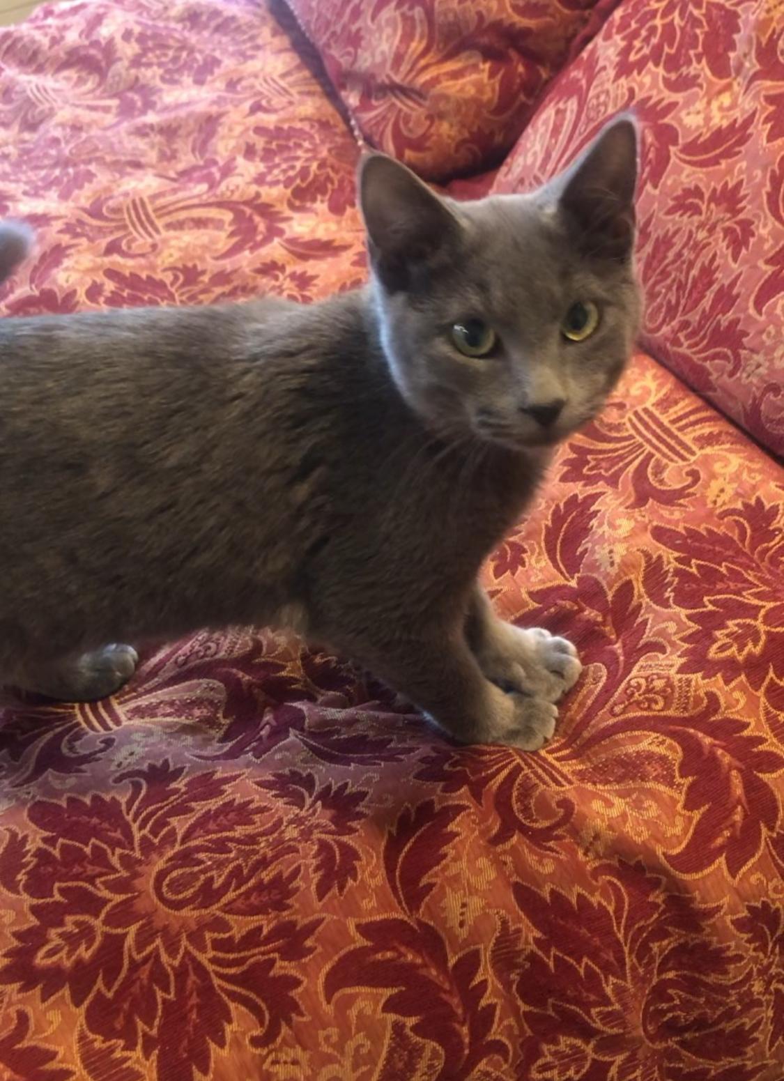 Enlarge Grey, an adopted mixed breed in Warwick, RI image 4/6