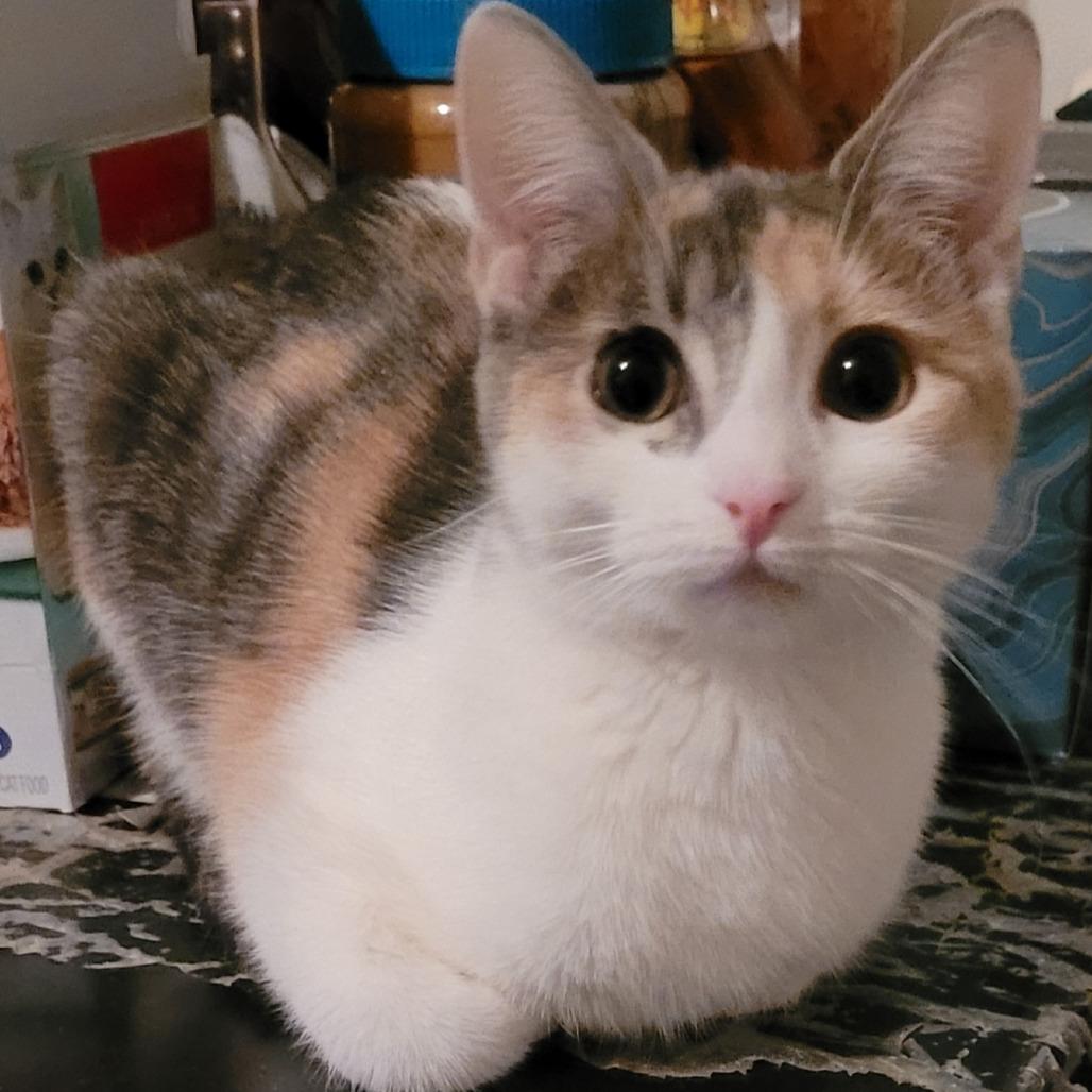 Enlarge Whisper, a Adoptable Domestic Short Hair in Chicago, IL image 1/4