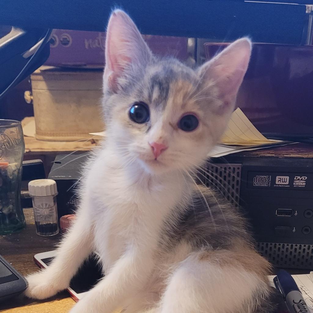 Enlarge Whisper, a Adoptable Domestic Short Hair in Chicago, IL image 2/4