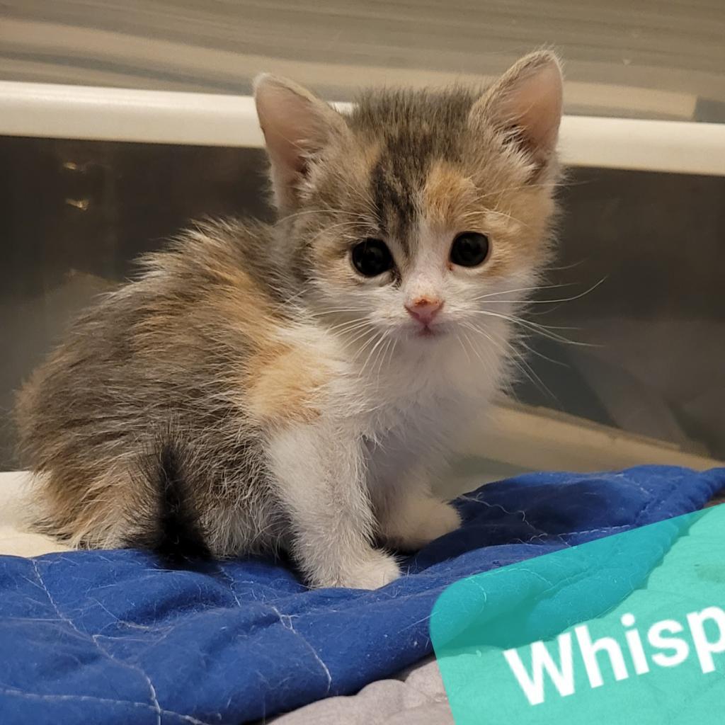 Enlarge Whisper, a Adoptable Domestic Short Hair in Chicago, IL image 3/4