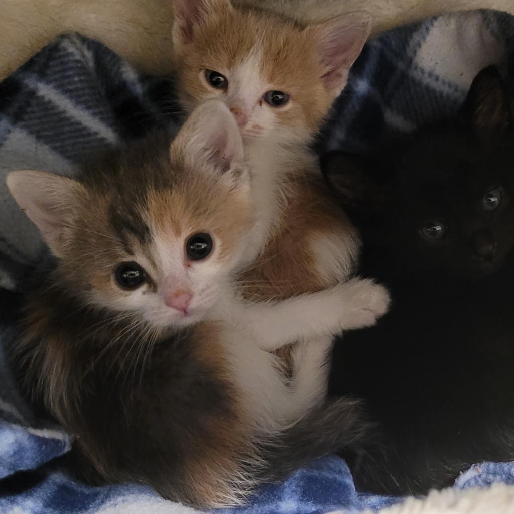 Enlarge Whisper, a Adoptable Domestic Short Hair in Chicago, IL image 4/4