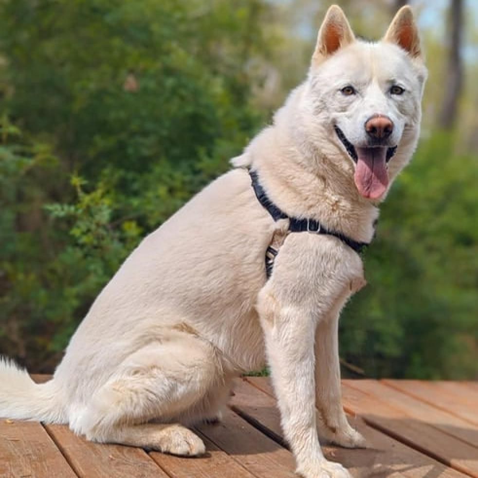 Enlarge Chaucer, a Adoptable Siberian Husky in Aldie, VA image 1/5