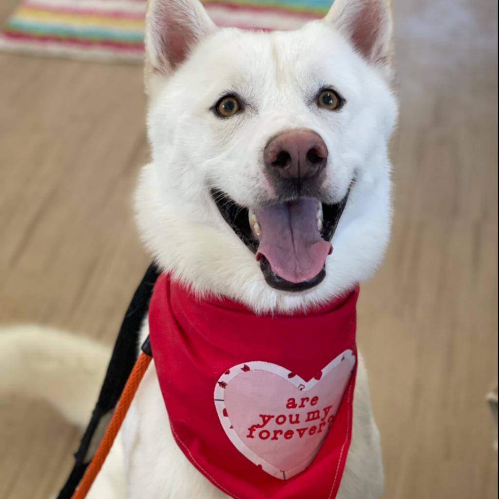 Enlarge Chaucer, a Adoptable Siberian Husky in Aldie, VA image 2/5