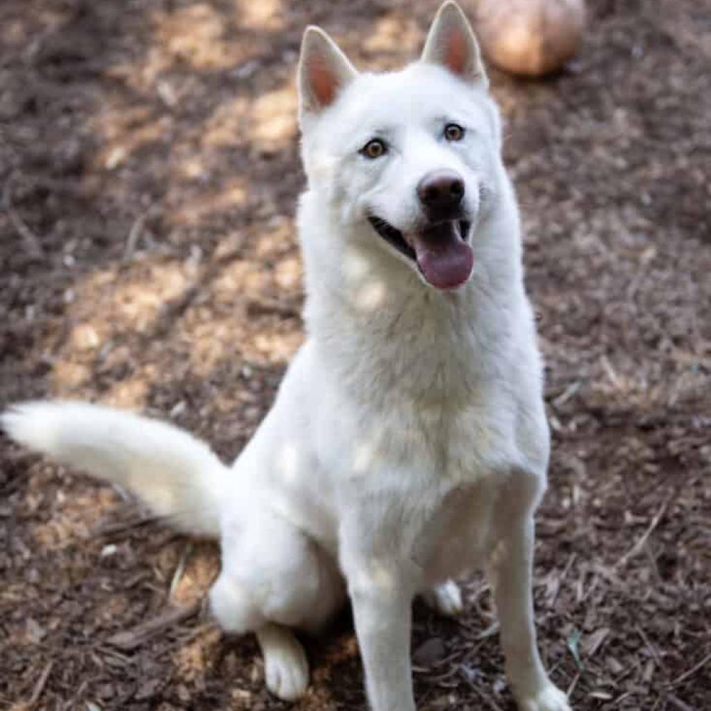 Enlarge Chaucer, a Adoptable Siberian Husky in Aldie, VA image 3/5