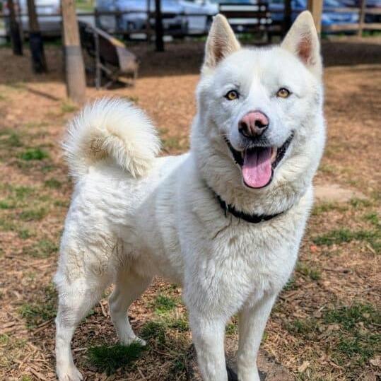 Enlarge Chaucer, a Adoptable Siberian Husky in Aldie, VA image 4/6