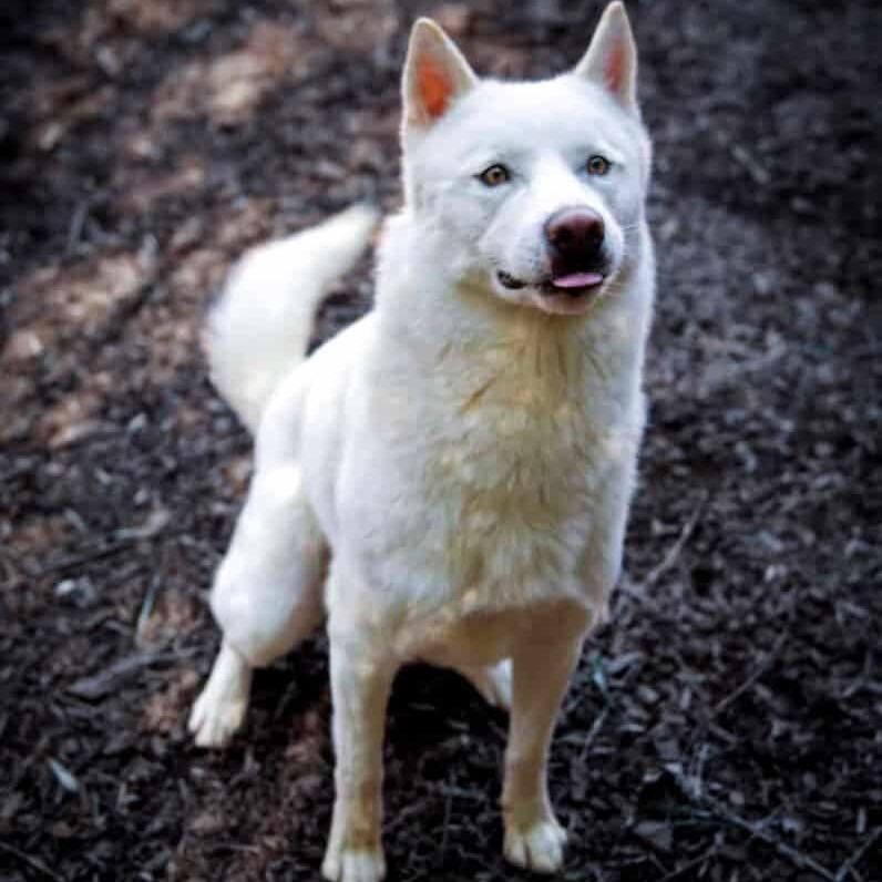 Enlarge Chaucer, a Adoptable Siberian Husky in Aldie, VA image 4/5