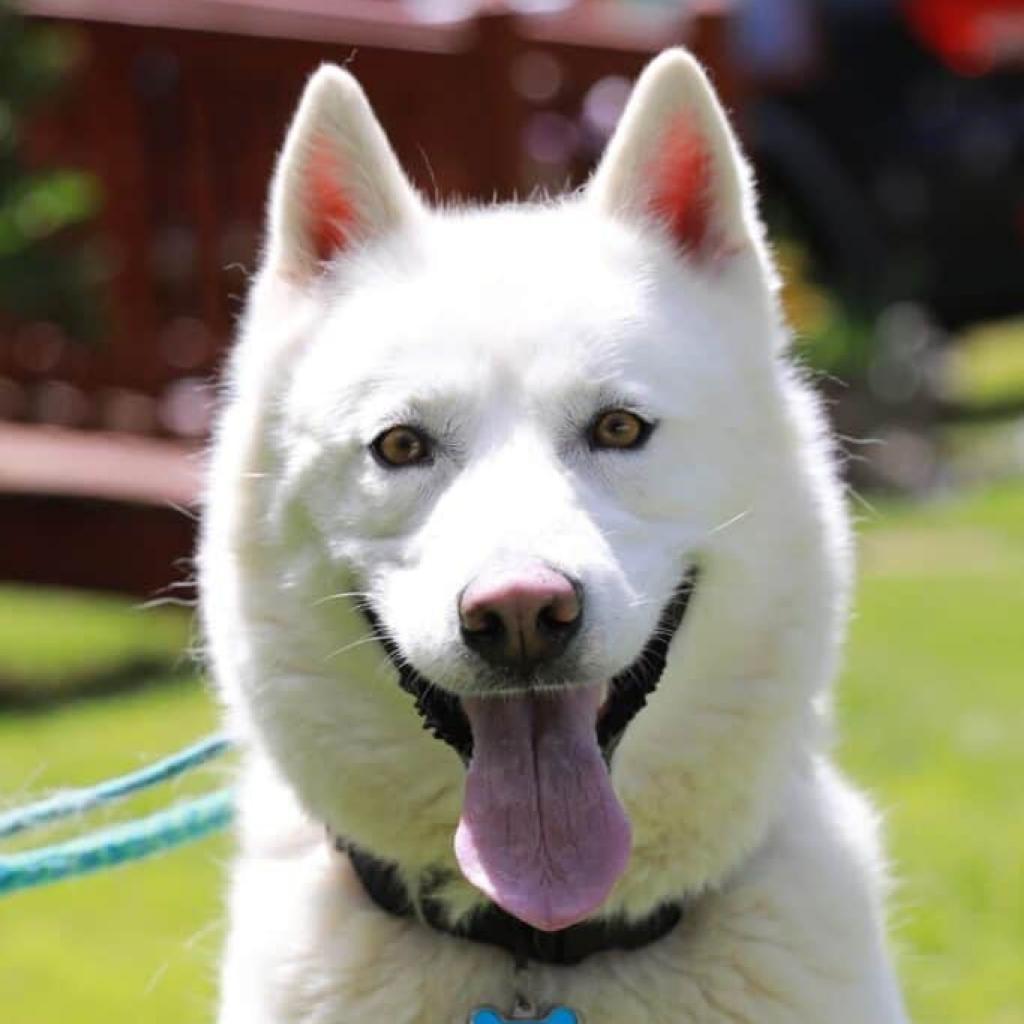 Enlarge Chaucer, a Adoptable Siberian Husky in Aldie, VA image 5/5