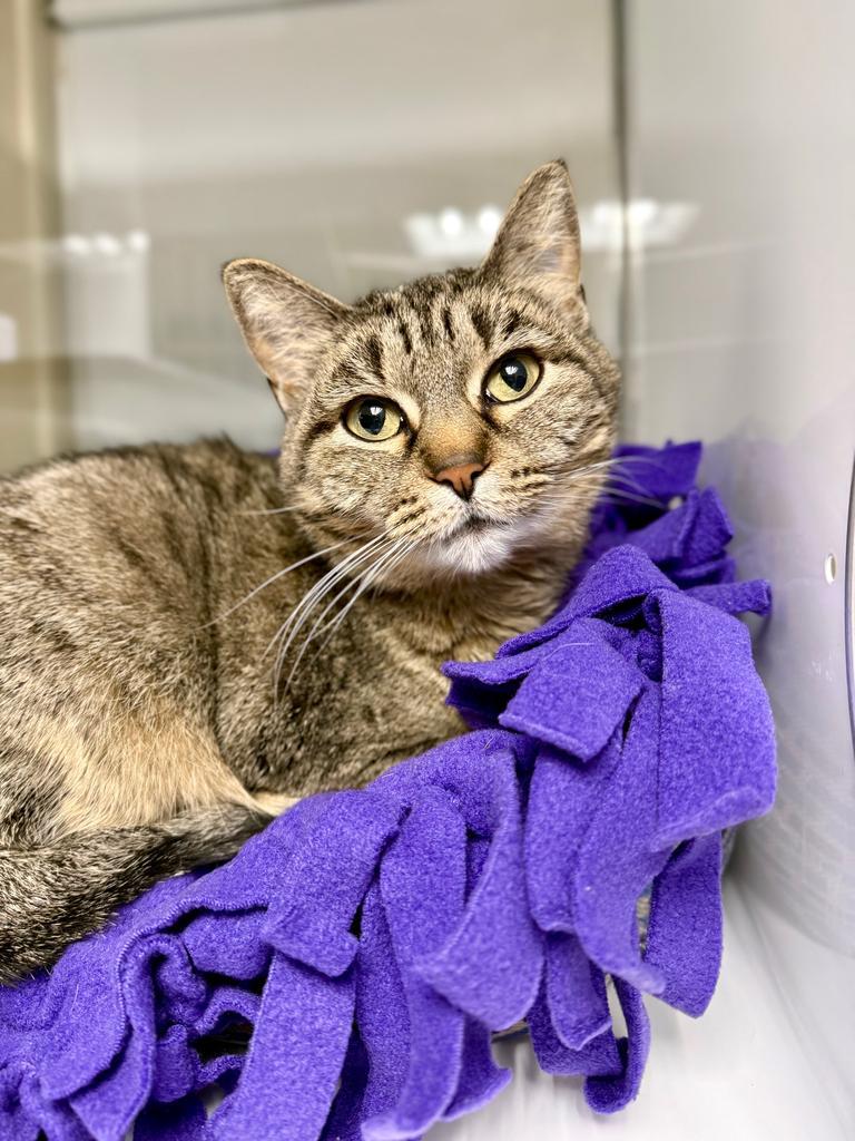 Moussaka, Adoptable, Adult Female Domestic Short Hair.