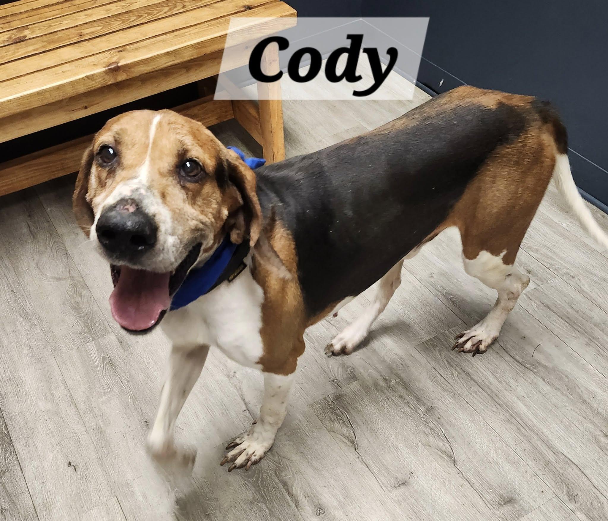 Enlarge Cody, a Adoptable Treeing Walker Coonhound in CHARLEROI, PA image 5/5