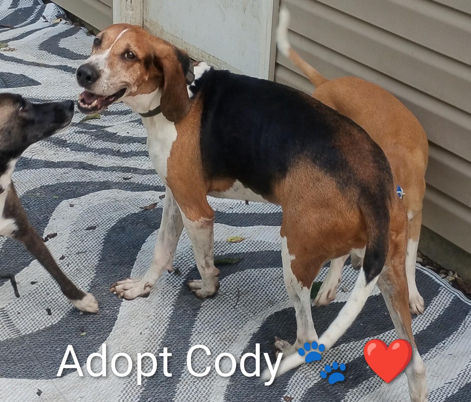 Enlarge Cody, a Adoptable Treeing Walker Coonhound in CHARLEROI, PA image 2/5