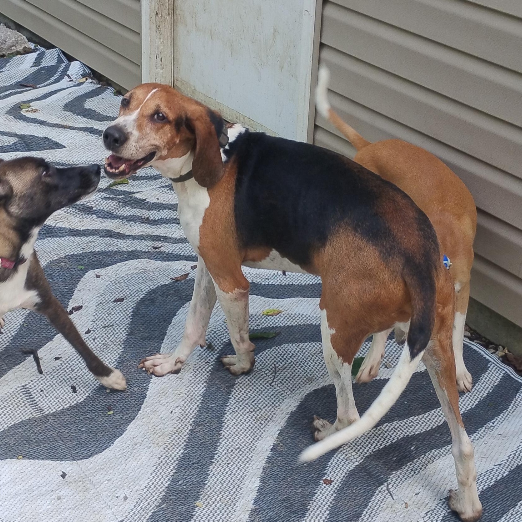 Enlarge Cody, a Adoptable Treeing Walker Coonhound in CHARLEROI, PA image 1/5