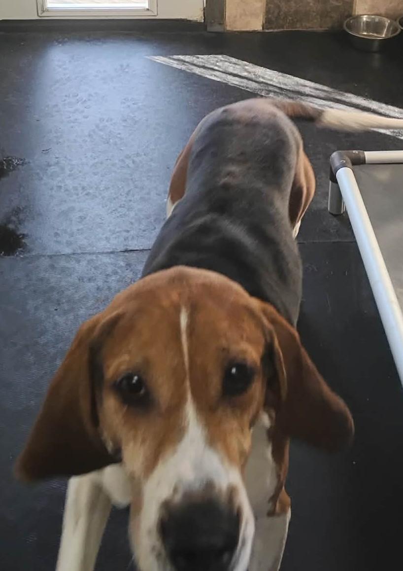 Enlarge Cody, a Adoptable Treeing Walker Coonhound in CHARLEROI, PA image 4/5