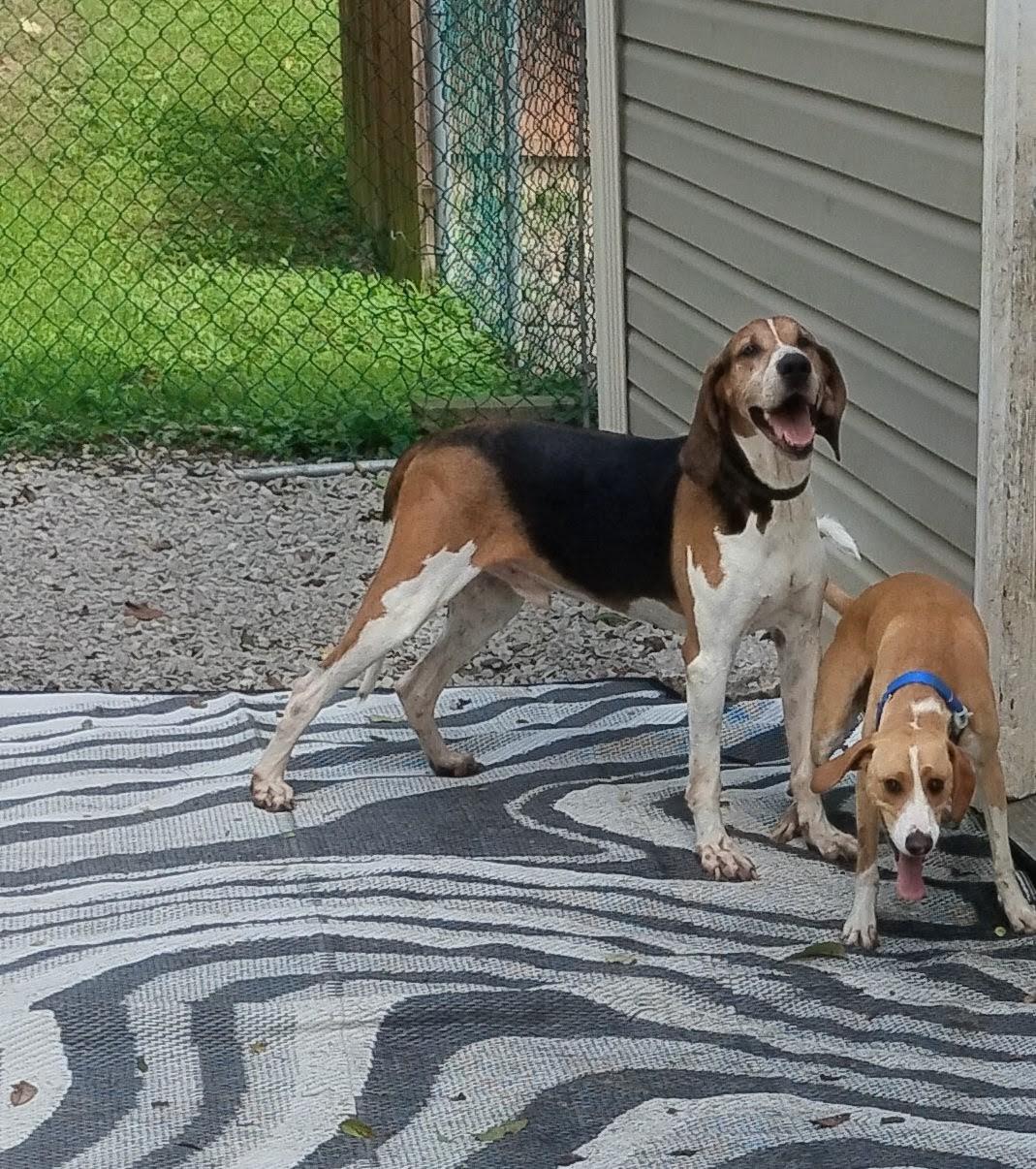 Enlarge Cody, a Adoptable Treeing Walker Coonhound in CHARLEROI, PA image 3/5