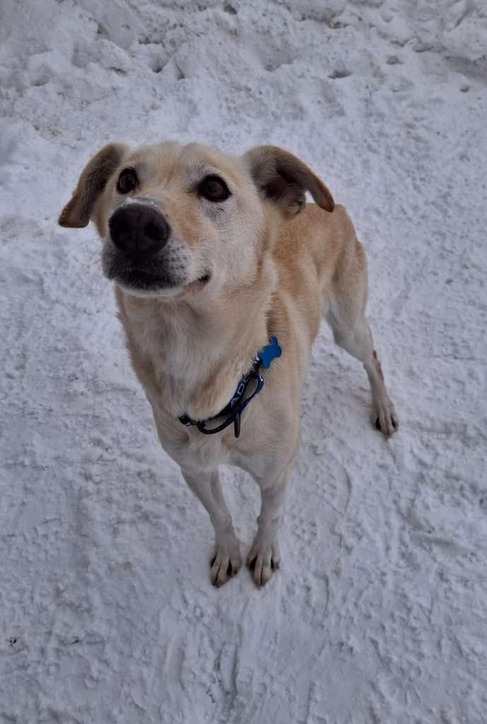 Enlarge SHADOW, a ADOPTABLE mixed breed in Ironwood, MI image 3/5