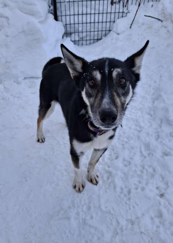 Enlarge SHADOW, a ADOPTABLE mixed breed in Ironwood, MI image 5/5