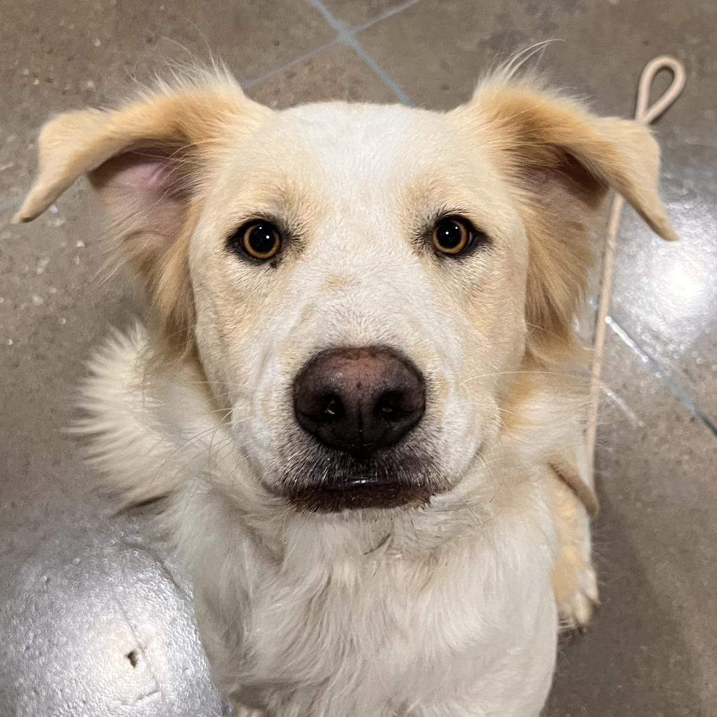 Judd (now Ruby), Adoptable, Adult Female Great Pyrenees & Bluetick Coonhound.