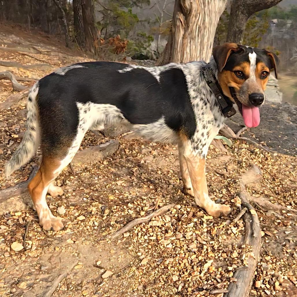 Hambone*, Adoptable, Adult Male Australian Cattle Dog / Blue Heeler & Mixed Breed.