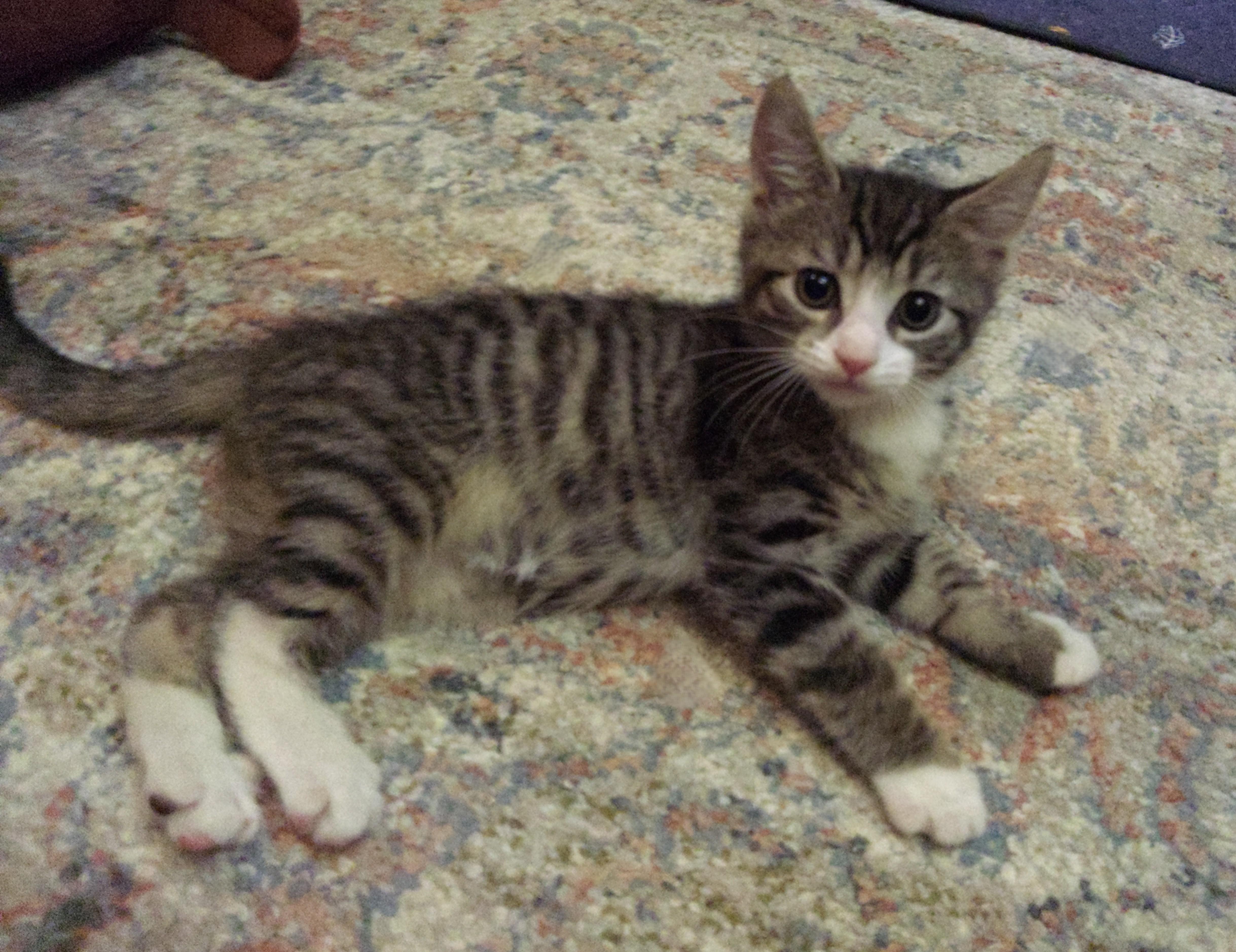 Gary (Carousel4 Litter), Young Male unknown