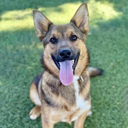 Enlarge Gilbert, a ADOPTABLE mixed breed in Red Bluff, CA image 1/1