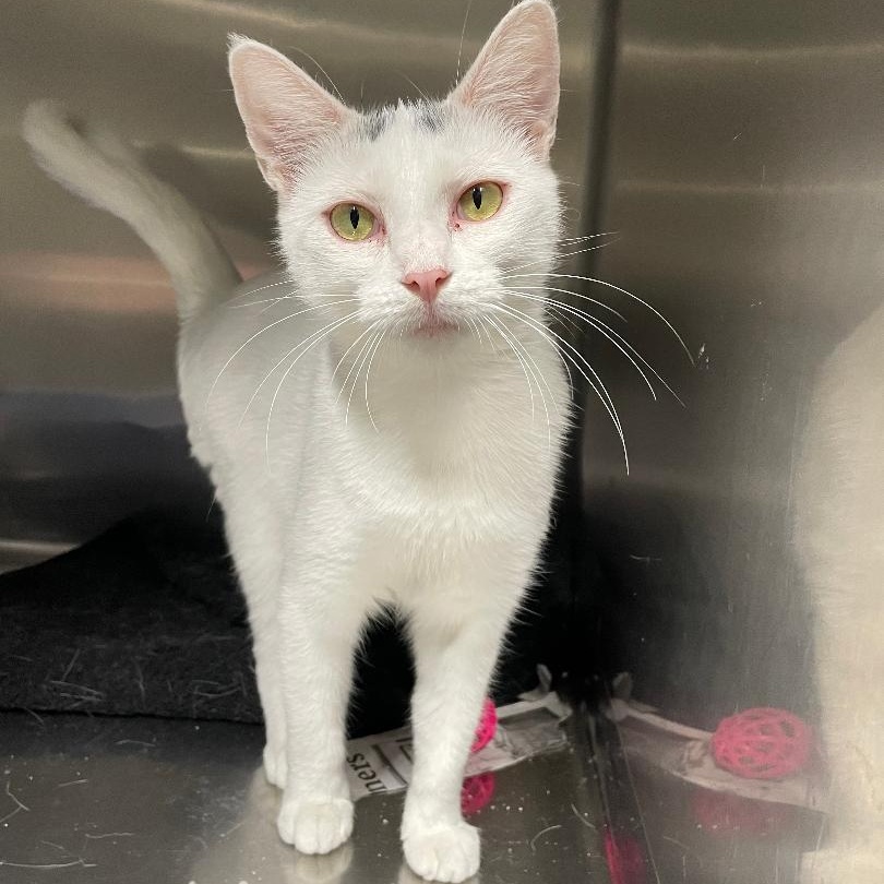 Enlarge Skid Rock, an adoptable Domestic Short Hair in Spencer, IN image 1/2