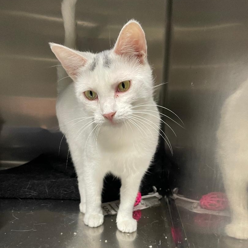 Skid Rock, adoptable, Young Female Domestic Short Hair.