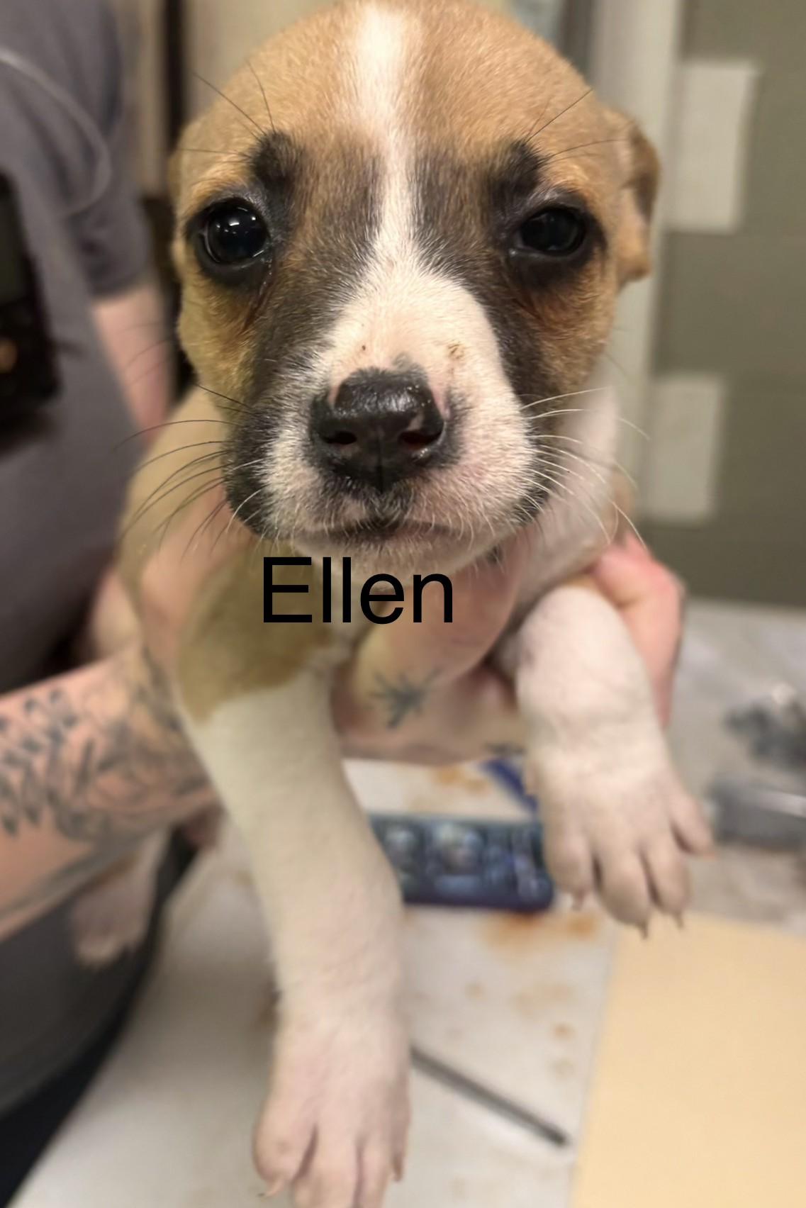 Ellen, Adoptable, Puppy Female Pit Bull Terrier.