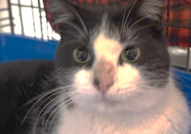 Mo (bonded with Moo Moo), Adoptable, Adult Male Domestic Short Hair.