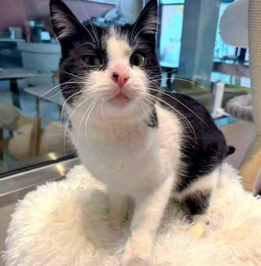 Mo (bonded with Moo Moo), a Adoptable Domestic Short Hair in Keswick, ON image 2/2