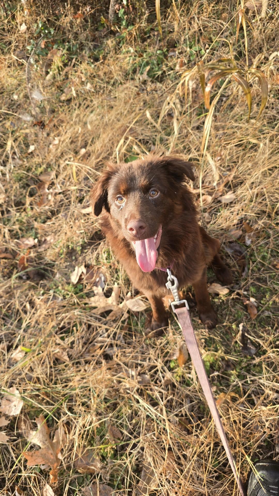 Enlarge Rue, a ADOPTABLE Australian Shepherd in Muskego, WI image 4/6