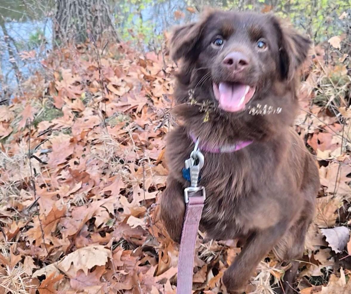 Enlarge Rue, a ADOPTABLE Australian Shepherd in Muskego, WI image 5/6