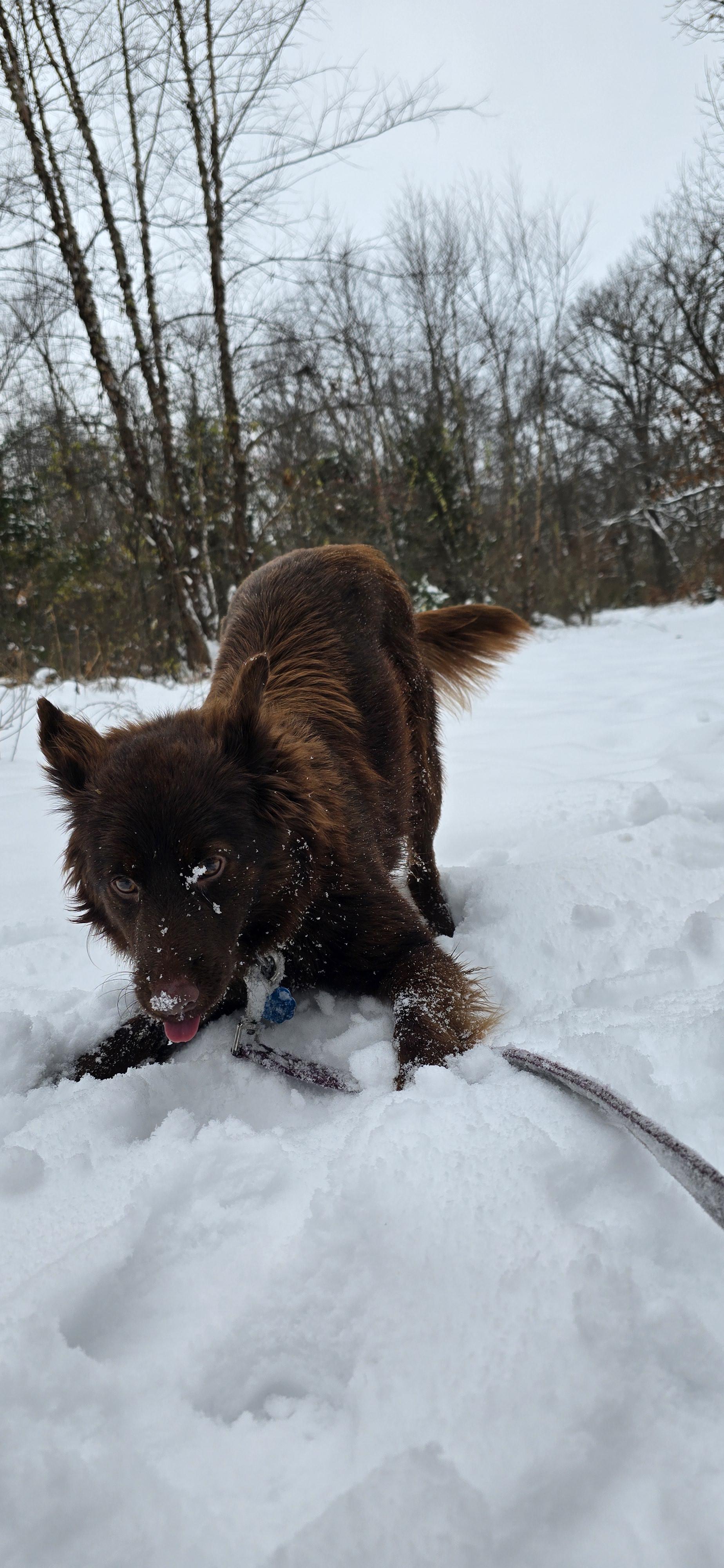 Enlarge Rue, a ADOPTABLE Australian Shepherd in Muskego, WI image 3/6