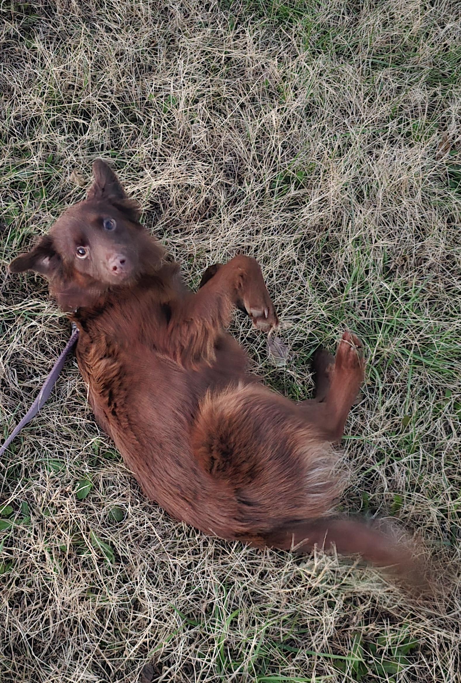 Enlarge Rue, a ADOPTABLE Australian Shepherd in Muskego, WI image 2/6