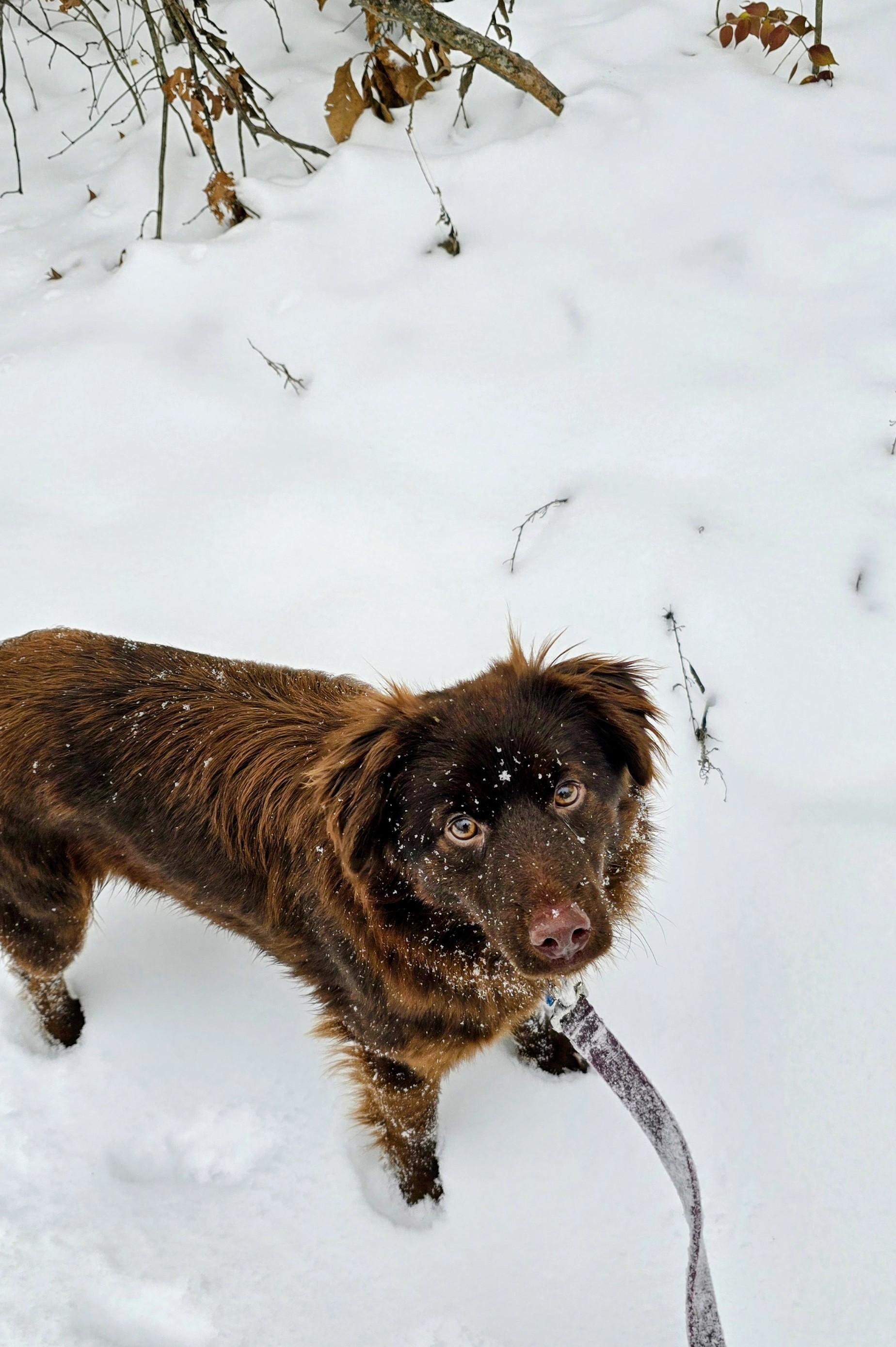 Enlarge Rue, a ADOPTABLE Australian Shepherd in Muskego, WI image 1/6