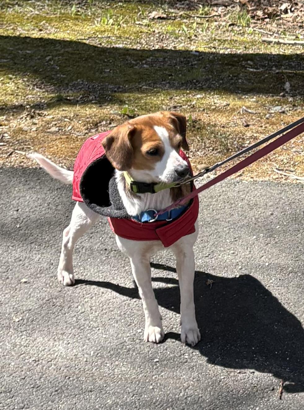 Rosie, an adopted Beagle in Mansfield, CT image 3/3