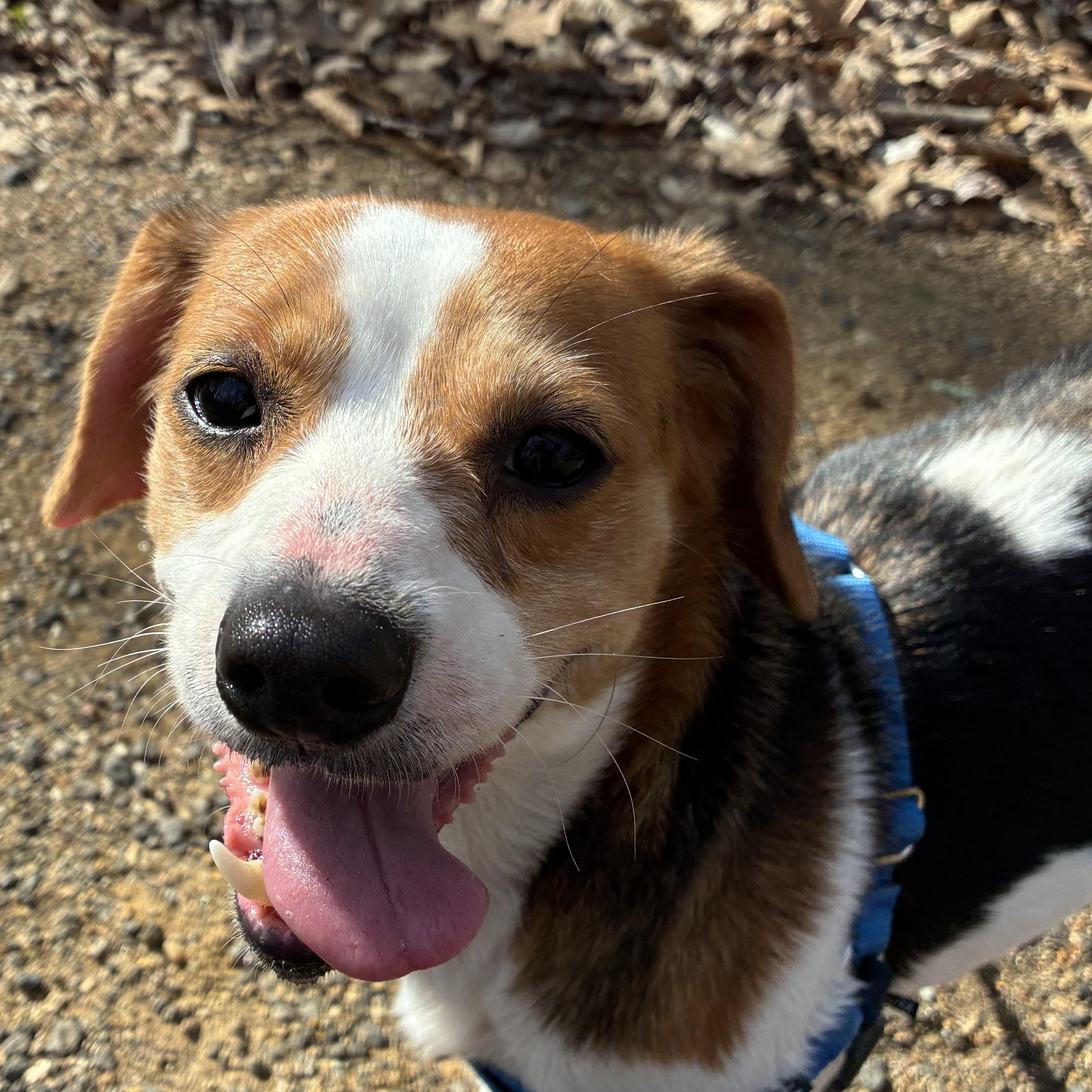 Rosie, adopted, Adult Female Beagle.