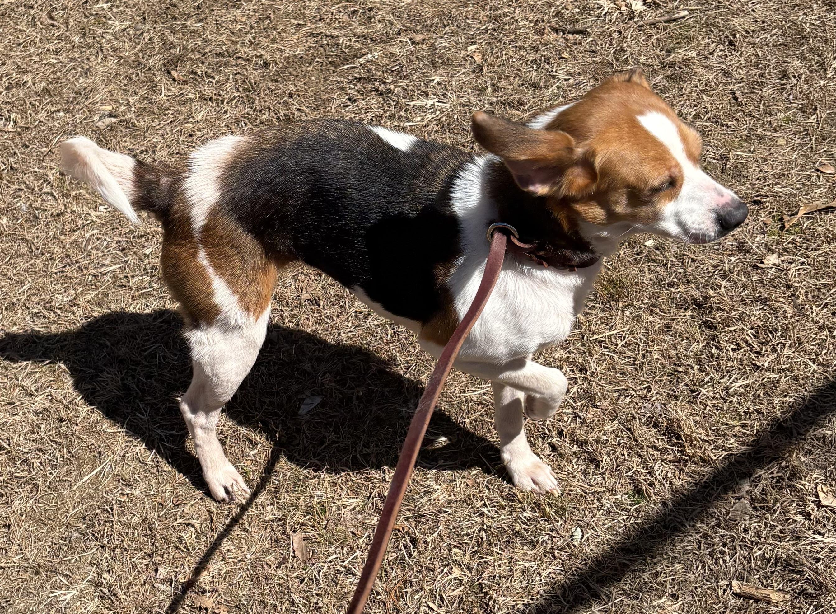 Rosie, an adopted Beagle in Mansfield, CT image 2/3