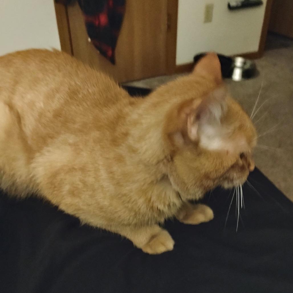 Asammi — thumbnail 2