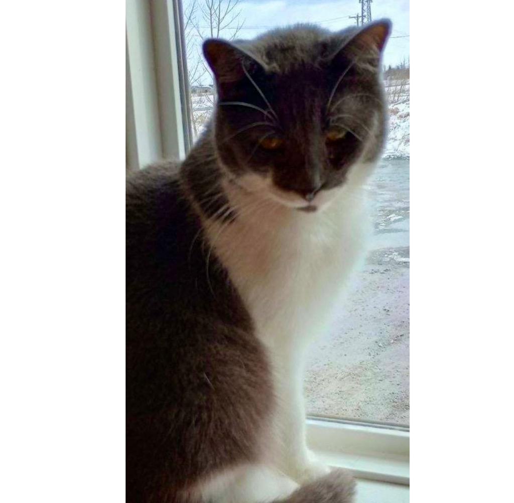 Rollo (Zipper), Adoptable, Adult Male Domestic Short Hair.