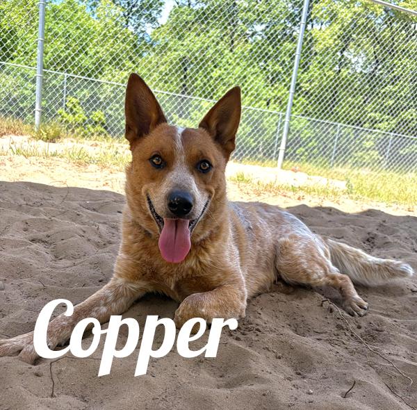 Copper, adoptable, Adult Male Australian Cattle Dog / Blue Heeler.